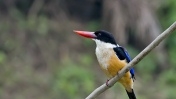 A Look at the Sundarbans